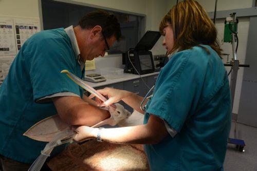 Eπέστρεψε το καπιμπάρα που δραπέτευσε από ζωολογικό κήπο στην Κίνα