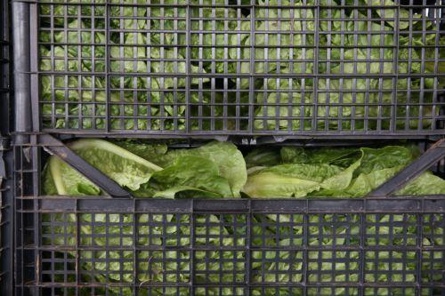 Μέχρι 31/3 οι αιτήσεις ενίσχυσης στους τομείς φρούτων-λαχανικών, λένε Τμ.Γεωργίας και ΚΟΑΠ
