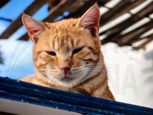 Νέα σπιτάκια σίτισης για αδέσποτες γάτες στο Δήμο Παραλιμνίου Δερύνειας