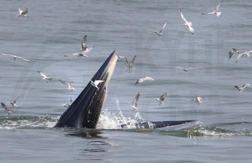 Εργαλεία από οστά φαλαινών αναδεικνύουν την ευρηματικότητα προϊστορικών ανθρώπων