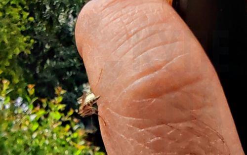 Μέτρα για αντιμετώπιση κουνουπιών στον Δήμο Ιεροκηπίας