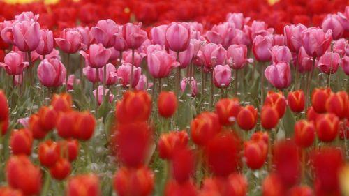 Πραγματοποιήθηκε το Φεστιβάλ Τουλίπας στο Πολέμι