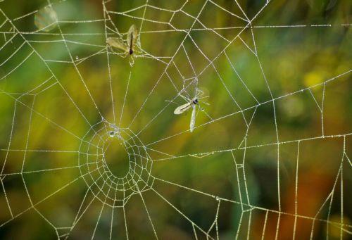 Aedes aegypti mosquitoes found in Dromolaxia, Ministry calls on citizens to cooperate