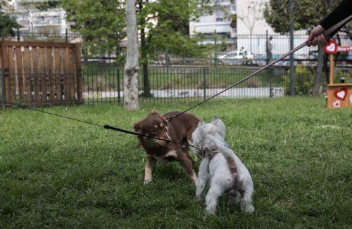 Με πρόταση νόμου καθίστανται πιο αποτρεπτικές οι ποινές για κακοποίηση ζώων