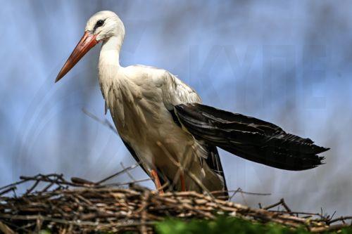 Νεκροί 400 πελαργοί κοντά στη Μαδρίτη, θύματα της γρίπης των πτηνών