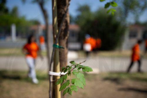 Μήνυμα βιωσιμότητας με δεντροφύτευση 50 δέντρων και 44 θάμνων έστειλε ο ΣΕΛΚ