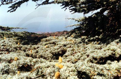 Ελεγχόμενη καύση στην περιοχή «Μαραθεύτης» την Τετάρτη από Τμήμα Δασών