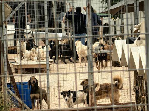 Ψηφίστηκαν προτάσεις νόμου και ν/σ για την ευημερία των σκύλων