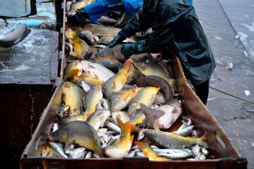 Στους 9.053 τόνους η υδατοκαλλιέργεια στην Κύπρο το 2024