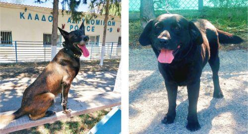 Two Cyprus Police sniffer dogs to assist French authorities during Olympics