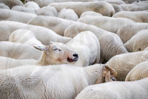 EU Commission delivers 500,000 doses of Foot and Mouth Disease vaccine to Cyprus