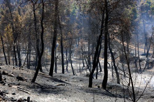 Mediterranean forests regenerate if fires are not intense, Forest Officer tells CNA
