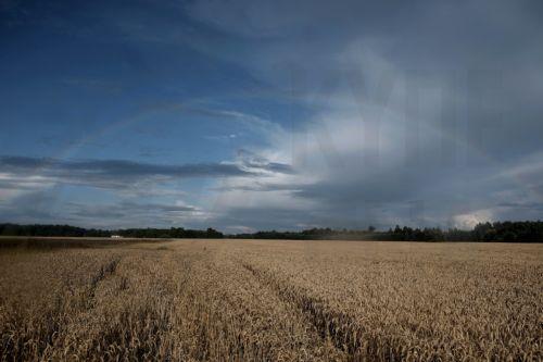 Μια από τις χειρότερες σοδειές σιταριού εδώ και 40 χρόνια καταγράφει η Γαλλία