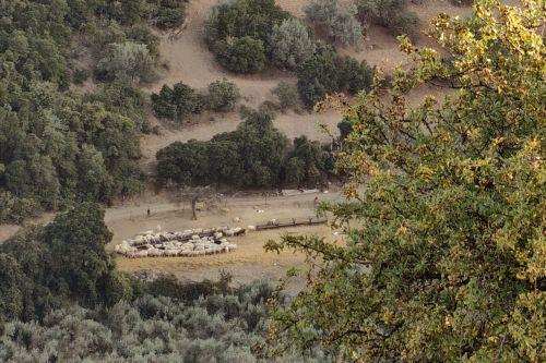 Κρούσμα αφθώδους πυρετού εντοπίστηκε στη Λέσβο