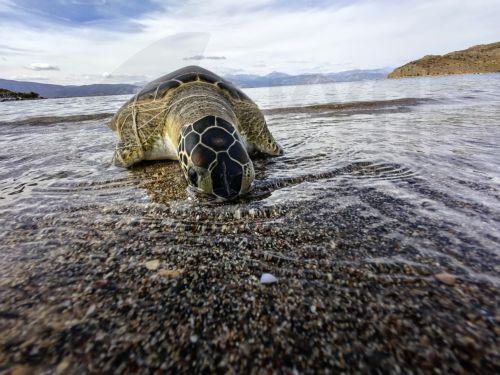 Πομποί σε δύο χελώνες της Κύπρου με το κοινό να μπορεί να παρακολουθεί τη διαδρομή τους