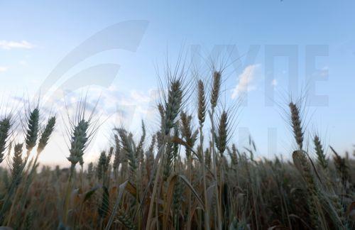 Η Κύπρος επαναβεβαιώνει ισχυρή υποστήριξη προς FAO για εξάλειψη της πείνας, λέει ο ΥΠΕΞ