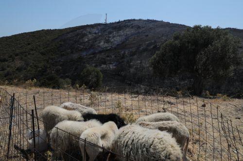 Κτηνοτρόφοι καταγγέλλουν αδράνεια αρμοδίων για μη εξάπλωση του ιού, απορρίπτουν οι Κτηνιατρικές