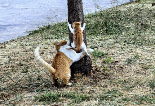 Γατάκι διασώθηκε από πεύκο ύψους 10 μέτρων μετά από τρεις ημέρες στην Αγγλία