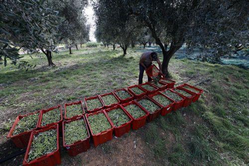 Ίχνη πλαστικοποιητών και υδρογονανθράκων εντοπίστηκαν σε ελαιόλαδα στη Γαλλία