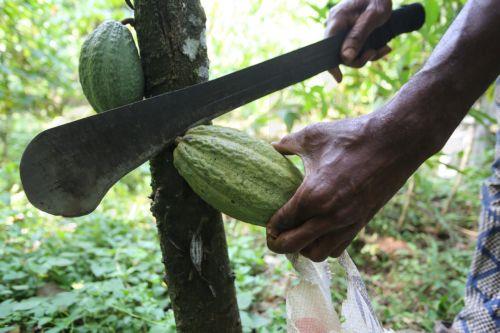 Οι τιμές κακάο αναμένεται να μειωθούν σχεδόν 1/3 το 2025 από το ρεκόρ του 2024