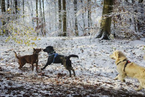 Η εφαρμογή νόμων για ζώα χρειάζεται συνέργειες, λέει στο ΚΥΠΕ η Επ. Περιβάλλοντος