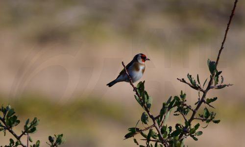 Πρόστιμο ύψους 3.070 σε 65χρονο για παγίδευση καρδερίνων
