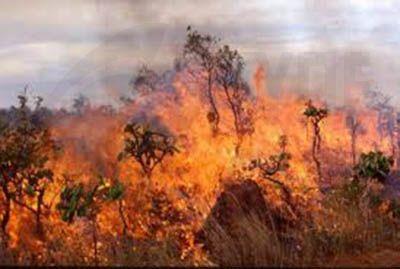 Υπό πλήρη έλεγχο δασική πυρκαγιά σε περιοχή της κοινότητας Κακοπετριάς