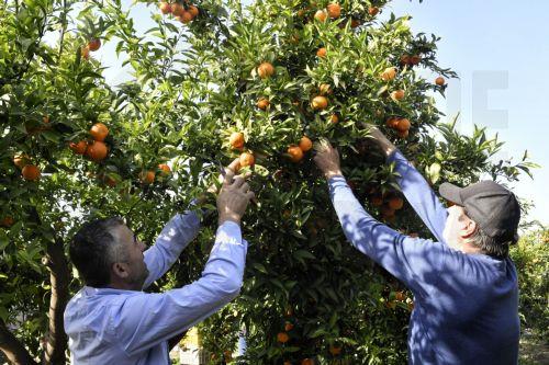 Improving farmers quality of life a priority, Minister says at revival of Famagusta Orange Festival
