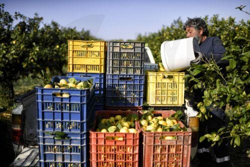 Στόχος το δίκαιο εισόδημα και οι σύγχρονες υποδομές, λέει η Υπουργός Γεωργίας