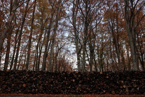 Μόνιμη ομάδα εμπειρογνωμόνων για τα δάση ενέκρινε το Ευρωπαϊκό Κοινοβούλιο