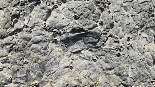 Εντυπωσιακή μάχη κροκόδειλου και πτεροσαύρου αποκαλύπτουν απολιθώματα