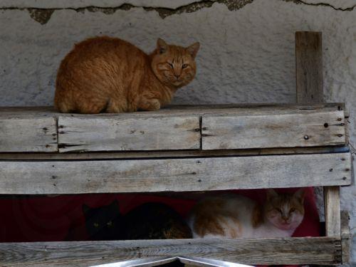 Όχι σε αποσπασματικές ενέργειες για διαχείριση εγκαταλελειμμένων γάτων λέει το Κόμμα για τα Ζώα