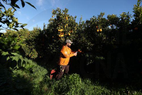 Μεγάλη η στήριξη Κοινής Αγροτικής Πολιτικής στην Κύπρο, σύμφωνα με Ευρωβαρόμετρο