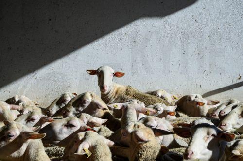 Λήψη άμεσα μέτρων για τον αφθώδη πυρετό και τις συνέπειες ζητούν τα κόμματα μετά τη συνάντηση με Βάρχελι