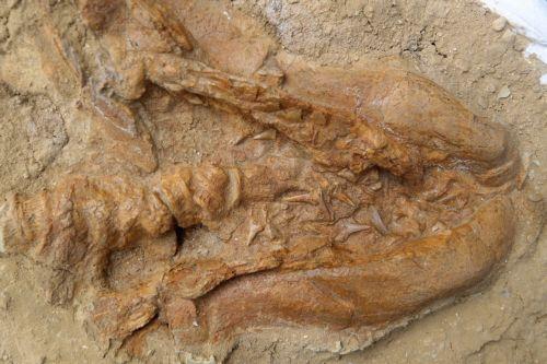 Βρέθηκε ο πρόγονος του μεγάλου λευκού καρχαρία, ηλικίας 9 εκατομμυρίων ετών