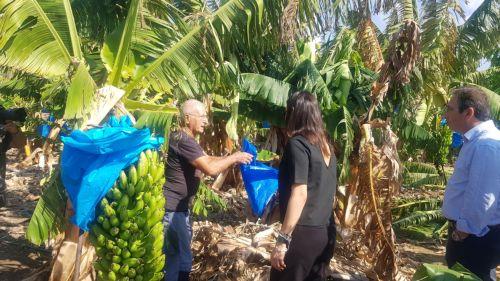 Σύσκεψη των μπανανοκαλλιεργητών στην Πέγεια για προβλήματα με άρδευση