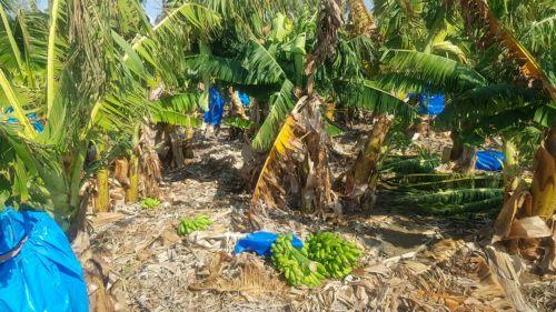 Υπόμνημα ετοιμάζουν οι μπανανοπαραγωγοί σε ΠτΔ και Υπ. Γεωργίας για τα αιτήματα τους