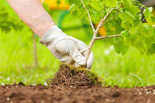 Δωρεάν παραχώρηση δενδρυλλίων από Τμ. Δασών για αντιμετώπιση κλιματικής αλλαγής