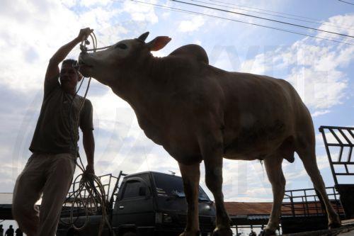 Σε αποκλεισμούς οδικών αξόνων προχώρησαν Γάλλοι αγρότες