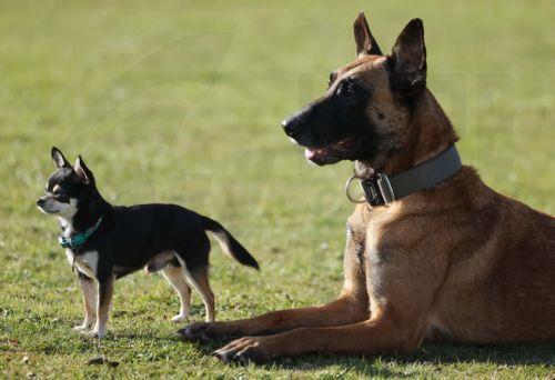 Σκύλοι ως φορέας ανακούφισης σε νοσοκομείο στην Ελλάδα