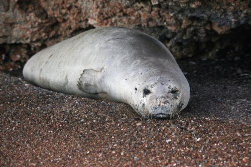 Ανακάμπτει ο πληθυσμός φώκιας αλλά δεν εφησυχάζουμε, λέει στο ΚΥΠΕ ο συντονιστής του προγράμματος [ΒΙΝΤΕΟ]