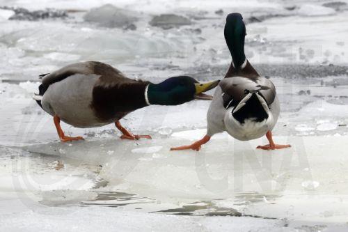 Ελβετική κάμερα ταχύτητας κατέγραψε πάπια να πετάει με 52 χλμ./ώρα