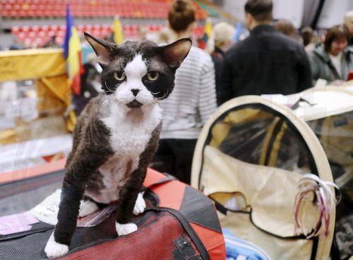 Nέες μελέτες για την εξημέρωση της γάτας στην αρχαία Αίγυπτο