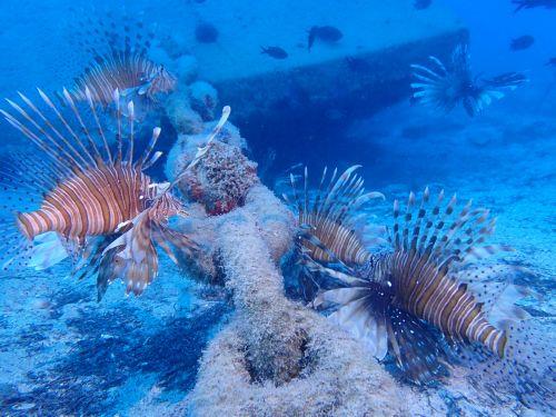 Πάνω από 200 ξενικά είδη στα νερά της Κύπρου λέει στο ΚΥΠΕ λειτουργός Τμήματος Αλιείας
