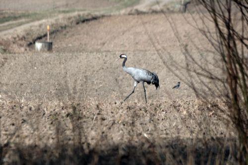 Ακτιβιστής από τη Ρουάντα βραβεύεται για τη διάσωση σπάνιων γκρίζων γερανών