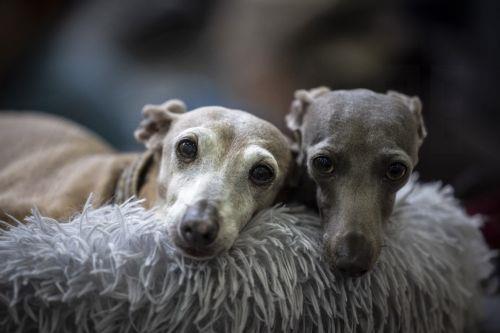 Η εκστρατεία Ban Euthanasia of Animals in Cyprus συλλέγει υπογραφές και μιλά για σύστημα αποτυχίας