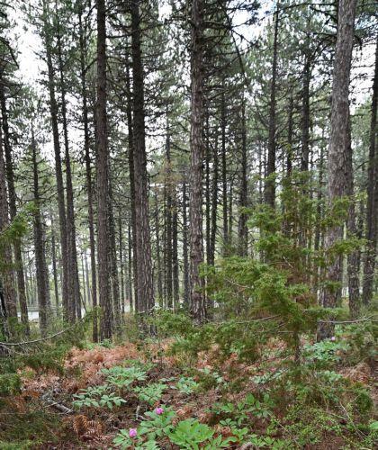 Έκκληση για προστασία των δασών από τις πυρκαγιές απευθύνει το Τμήμα Δασών