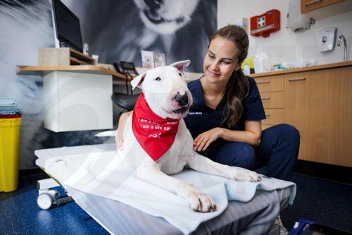 Η Κομισιόν υπενθυμίζει τα ισχύοντα για ταξίδια με ζώα συντροφιάς