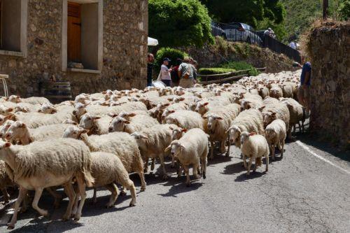 Σφαγή τον Απρίλιο 6.578 περισσότερων προβάτων και 4.569 αιγοειδών, έναντι Απριλίου 2024
