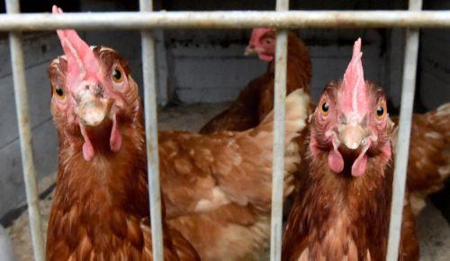 Poultry for egg production falls 32% y/y and 60% m/m in July